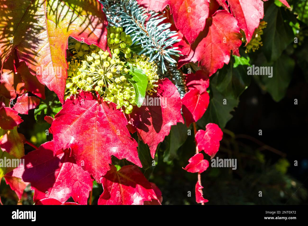 Colorful leafes of wild vine and common ivy (Hedera helix), growing around the branches of a noble fir in autumn. Stock Photo