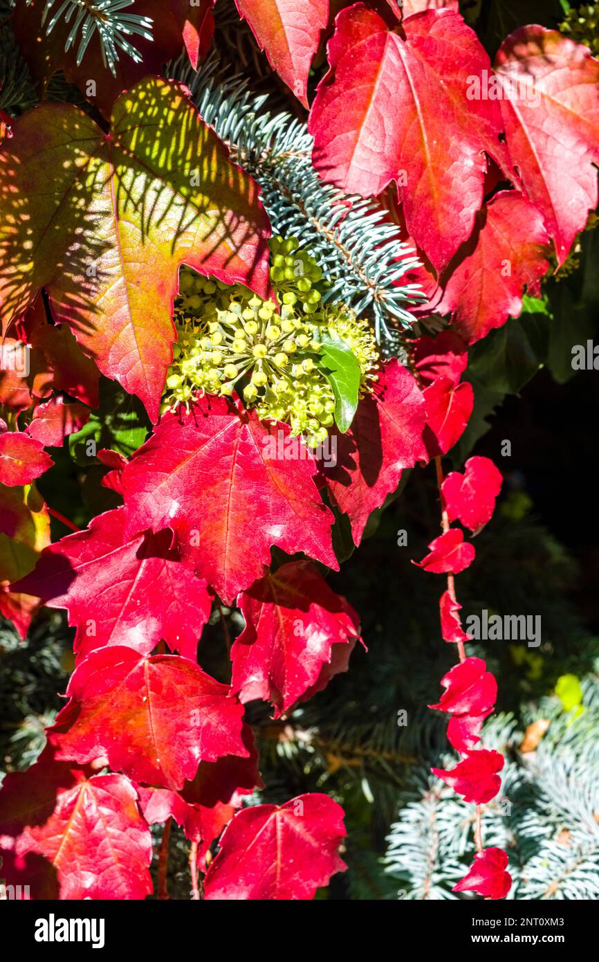 Colorful leafes of wild vine and common ivy (Hedera helix), growing around the branches of a noble fir in autumn. Stock Photo