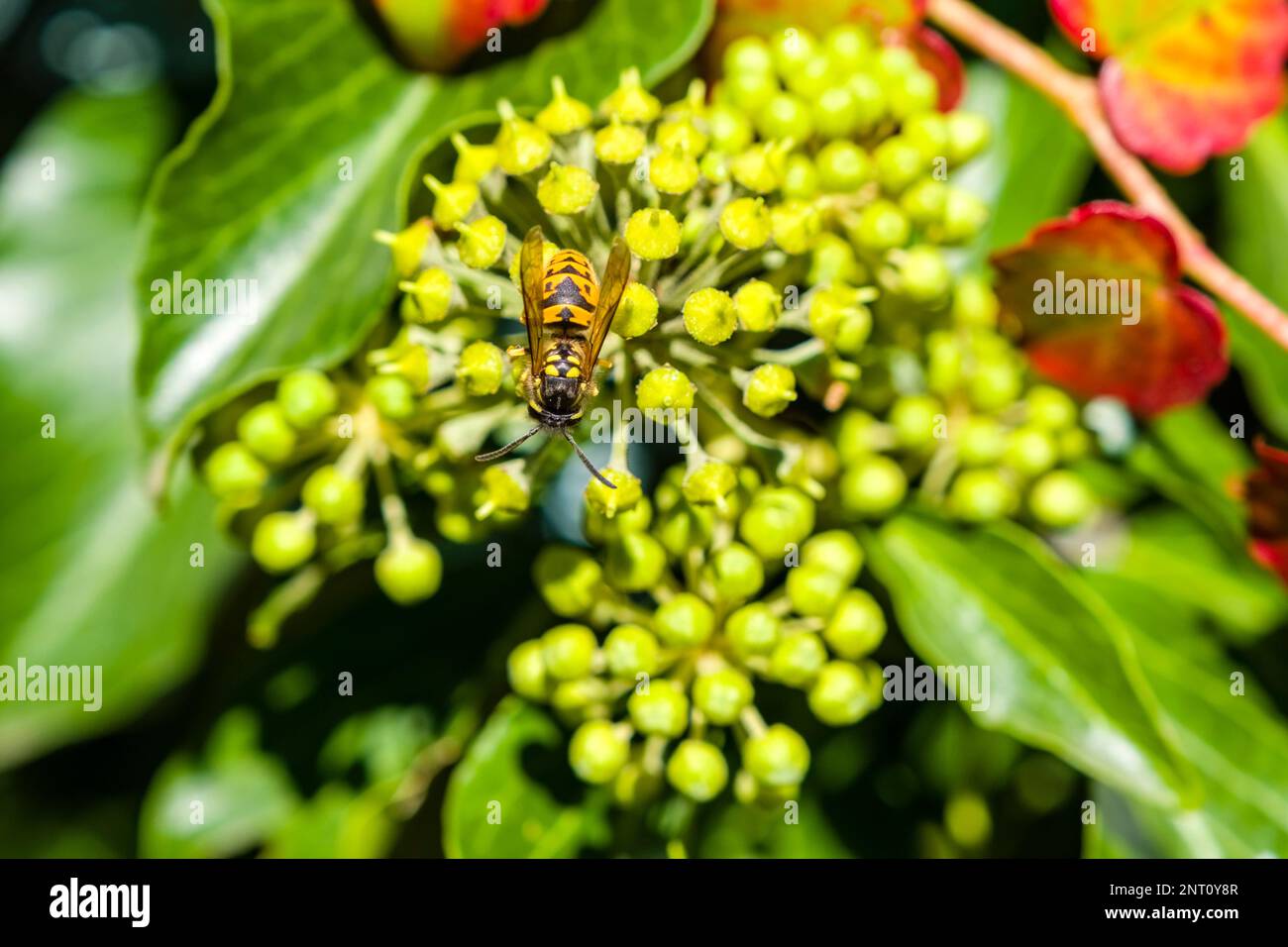 An European hornet (Vespa crabro) sitting on the blossom of an common ivy (Hedera helix) branch. Stock Photo