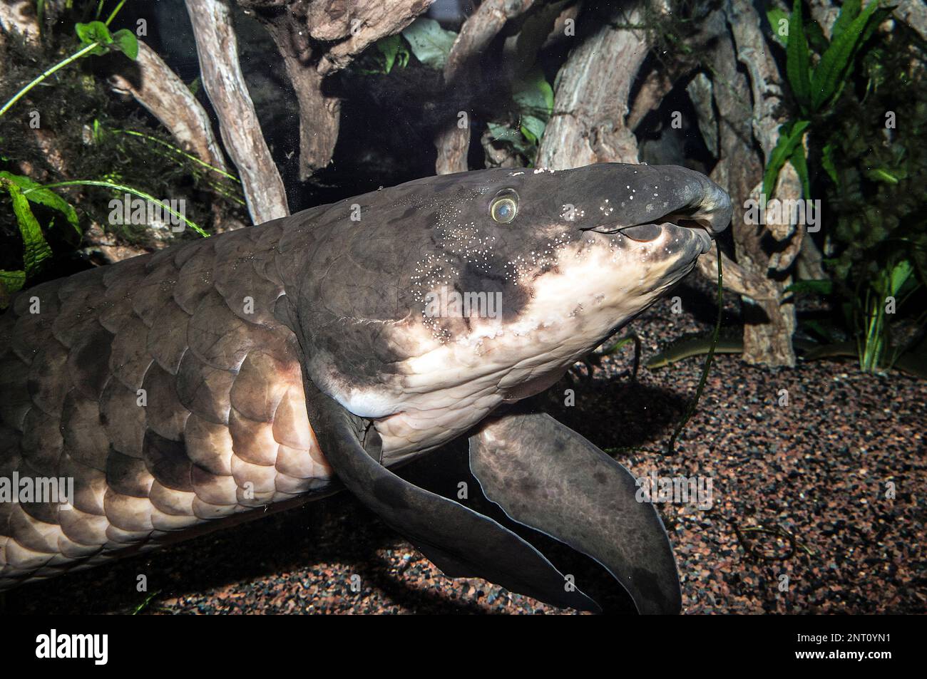 African lungfish facing right, medium shot Stock Photo Alamy