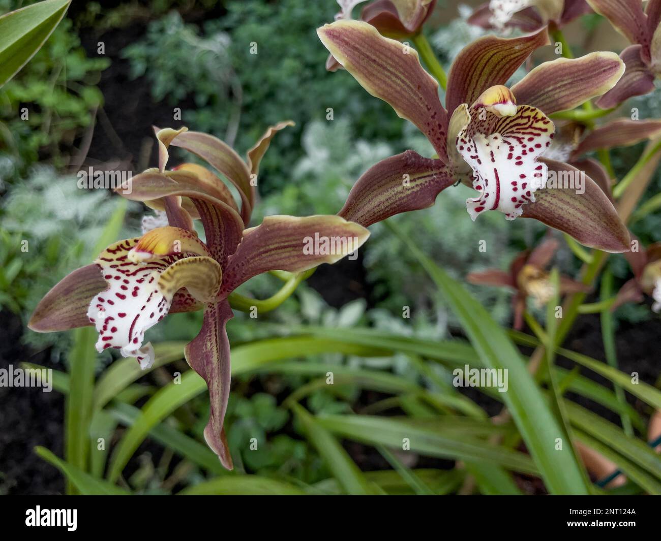 Tropical orchid growing in the warmth of the Princess of Wales Conservatory, Royal Botanic Gardens Kew during the 2023 Cameroon Orchid Festival Stock Photo
