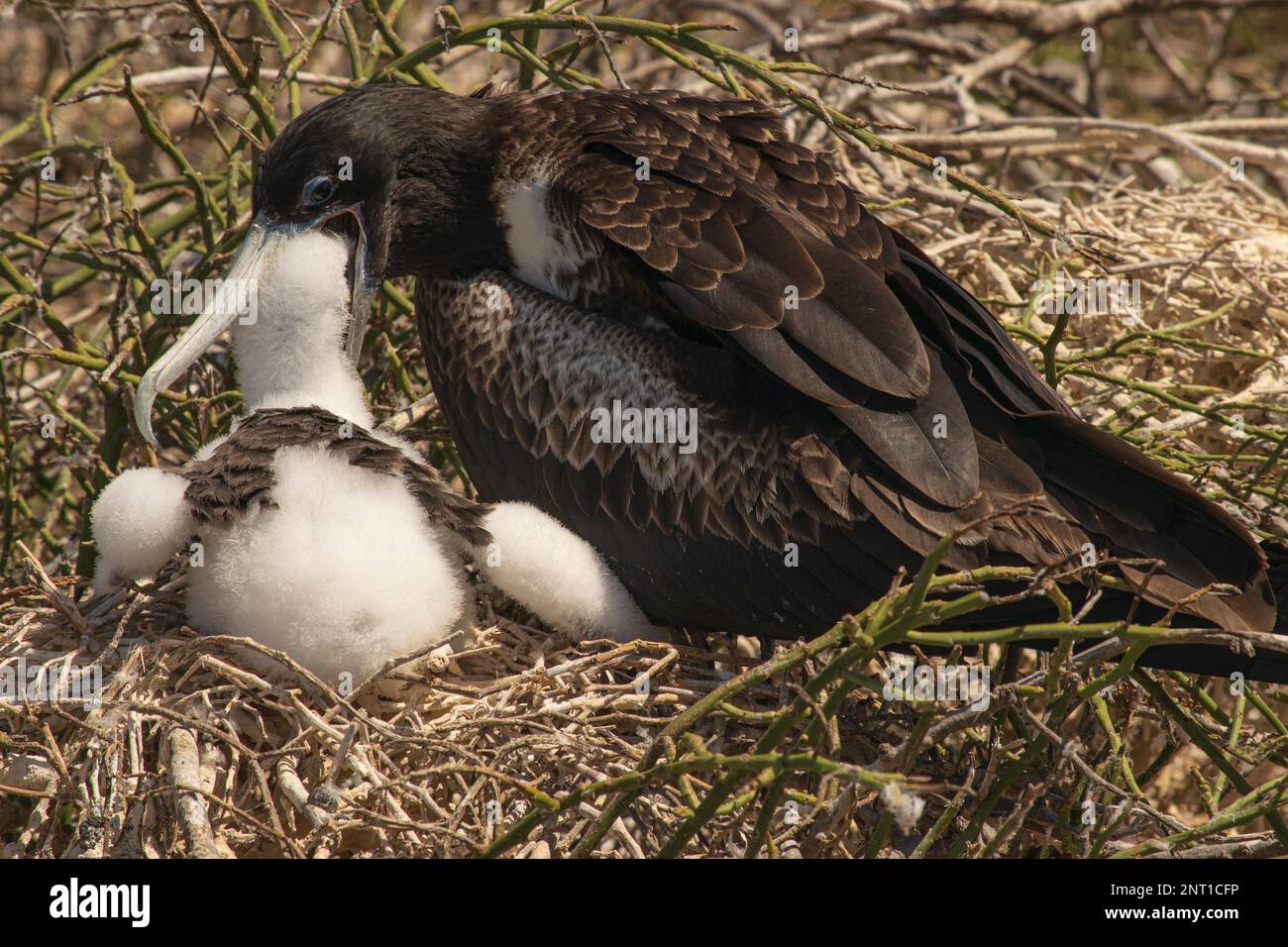 Female Magnificent frigatebird feeding its newly hatched chick Stock