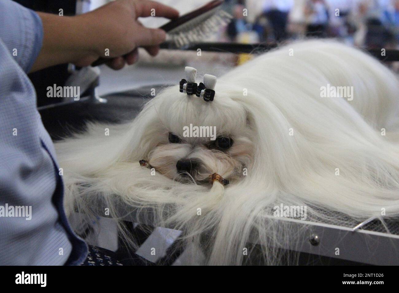 Zachary Newton, a professional handler from Indiana, grooms his Maltese,  Joey, at the Danville Kennel Club Breeder Show on Sunday. Newton travels  across the country showing dogs for clients, as well as