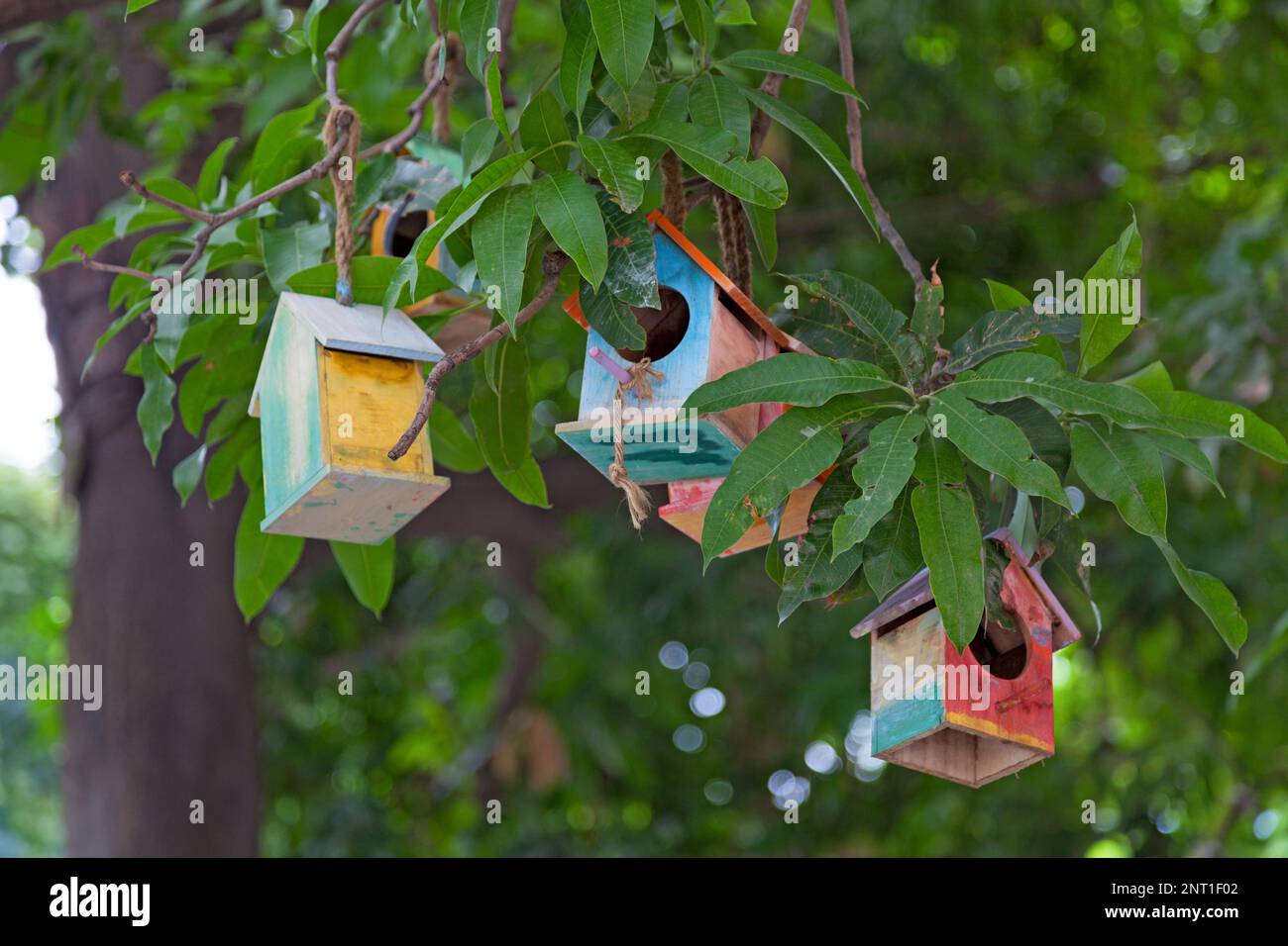 Bird houses hanging from the branch of a tree. Stock Photo