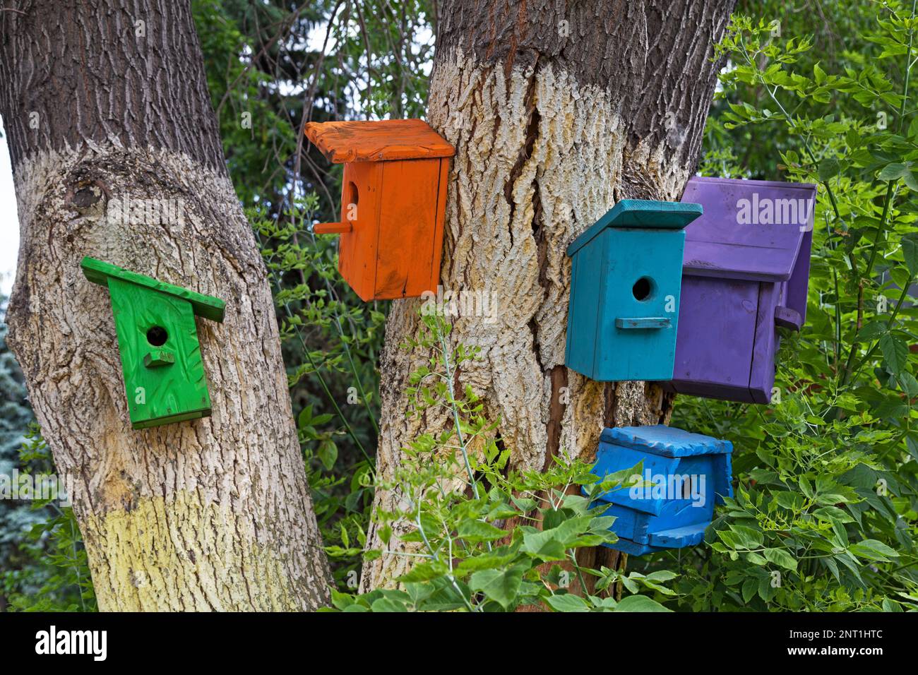 Colorful houses for birds set on the trees. Stock Photo