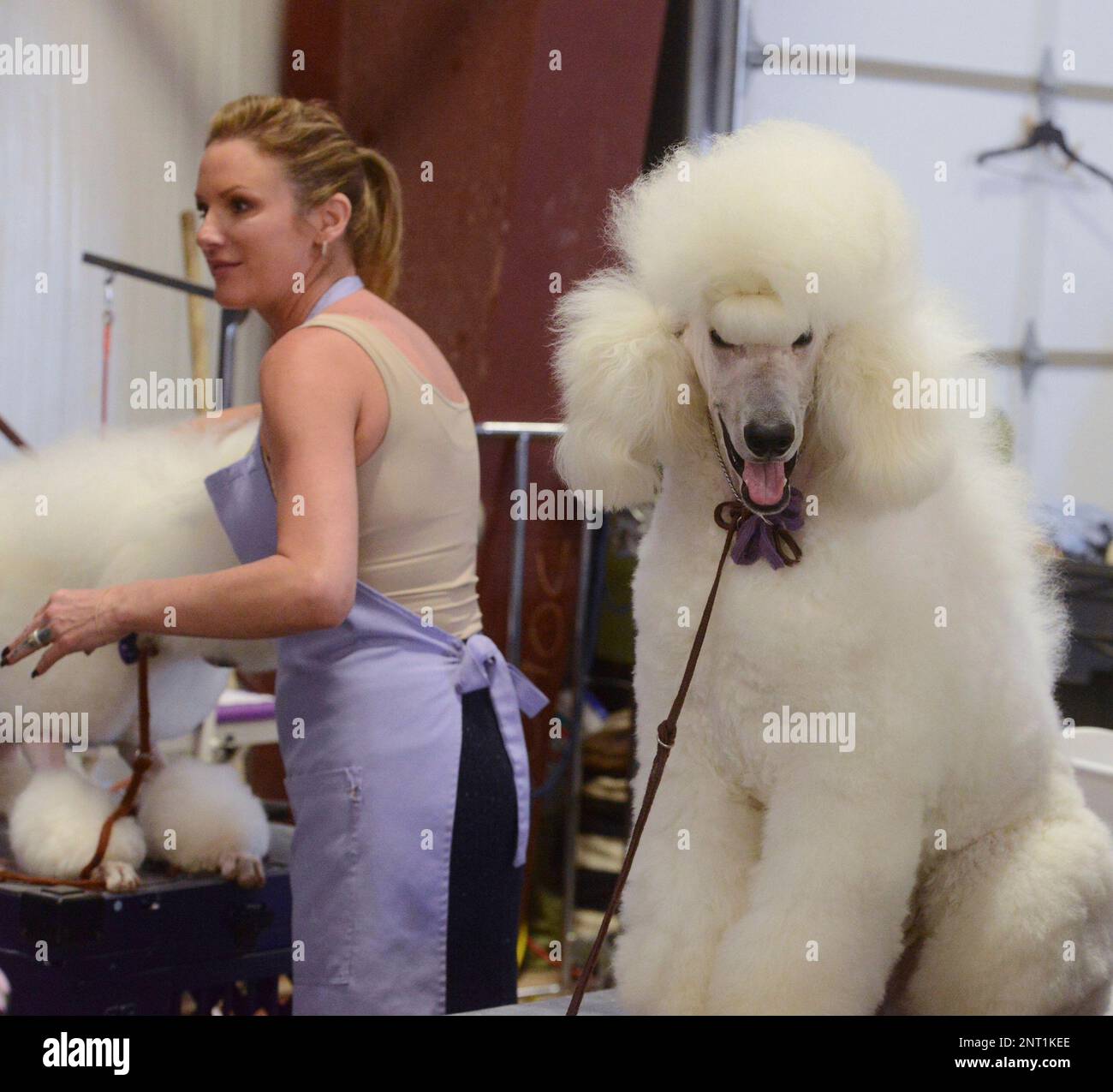 Kennel club poodle breeders 2025