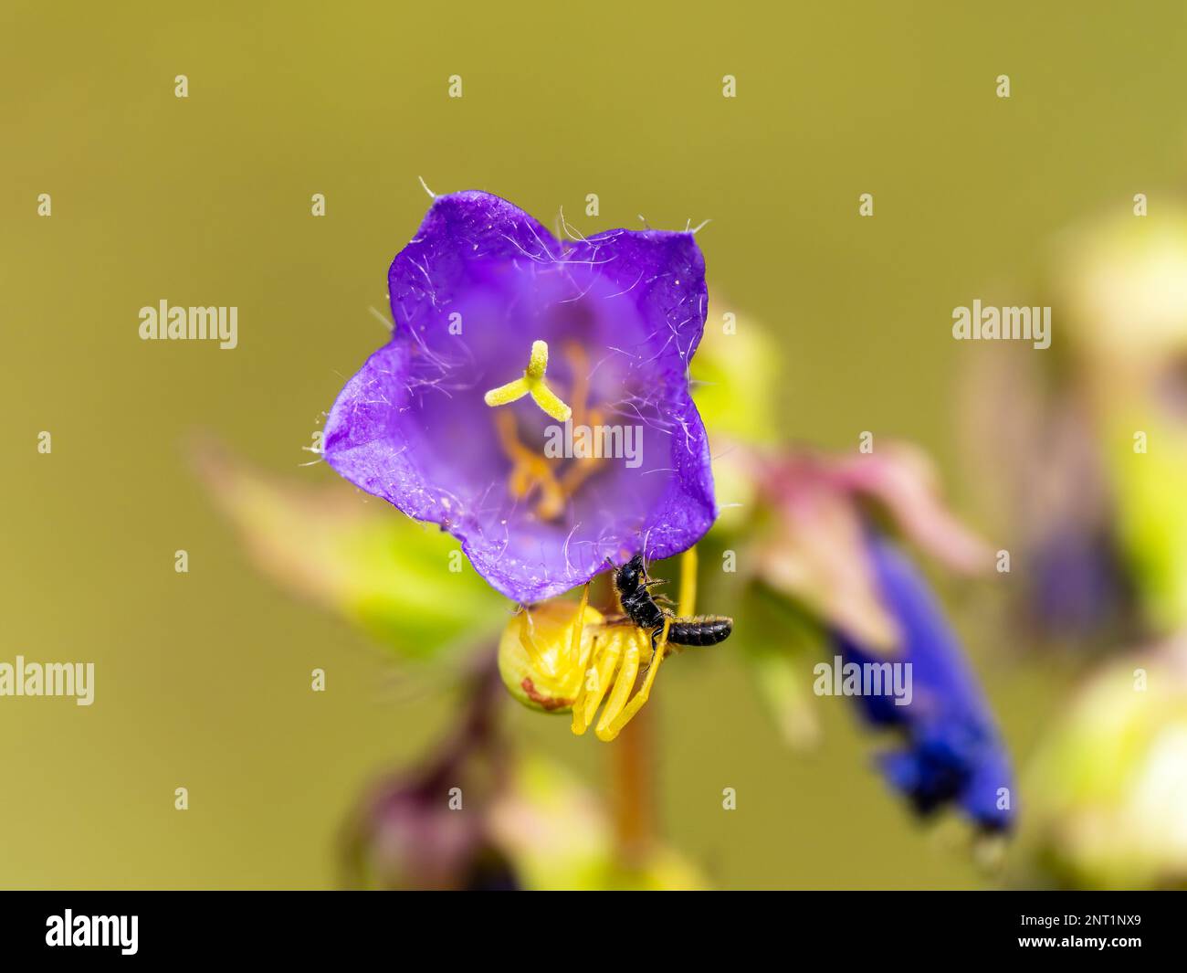 Yellow Crab Spider Capturing a Fly Stock Photo Alamy