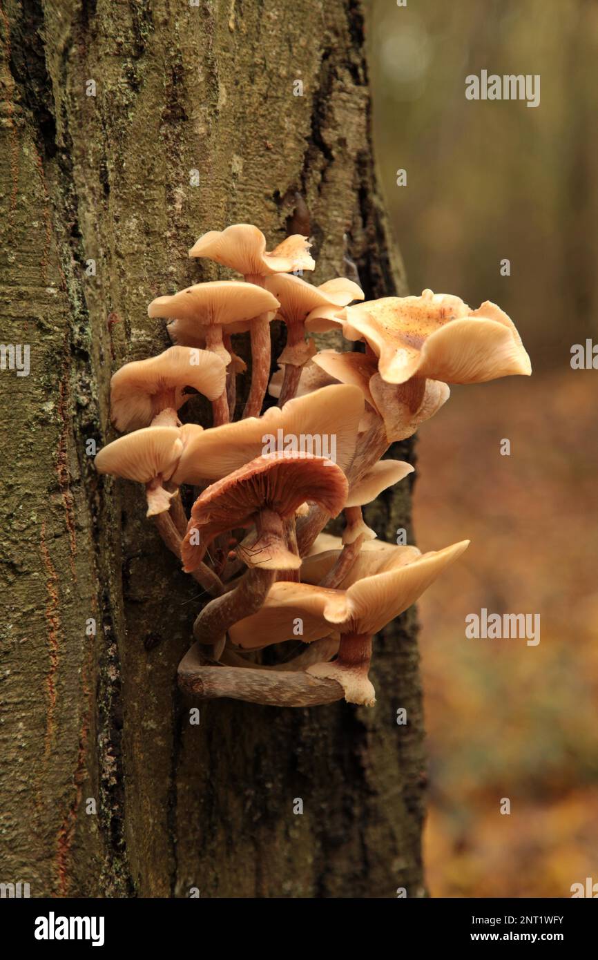 Close-up on a bunch of Armillaria Mellea growing on a tree trunk in the woods. Stock Photo