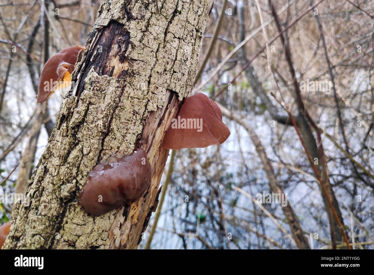 Auricularia auricula-judae, known most commonly as Jew's ear or (black) wood ear (alternatively, black fungus, jelly ear, or by a number of other comm Stock Photo