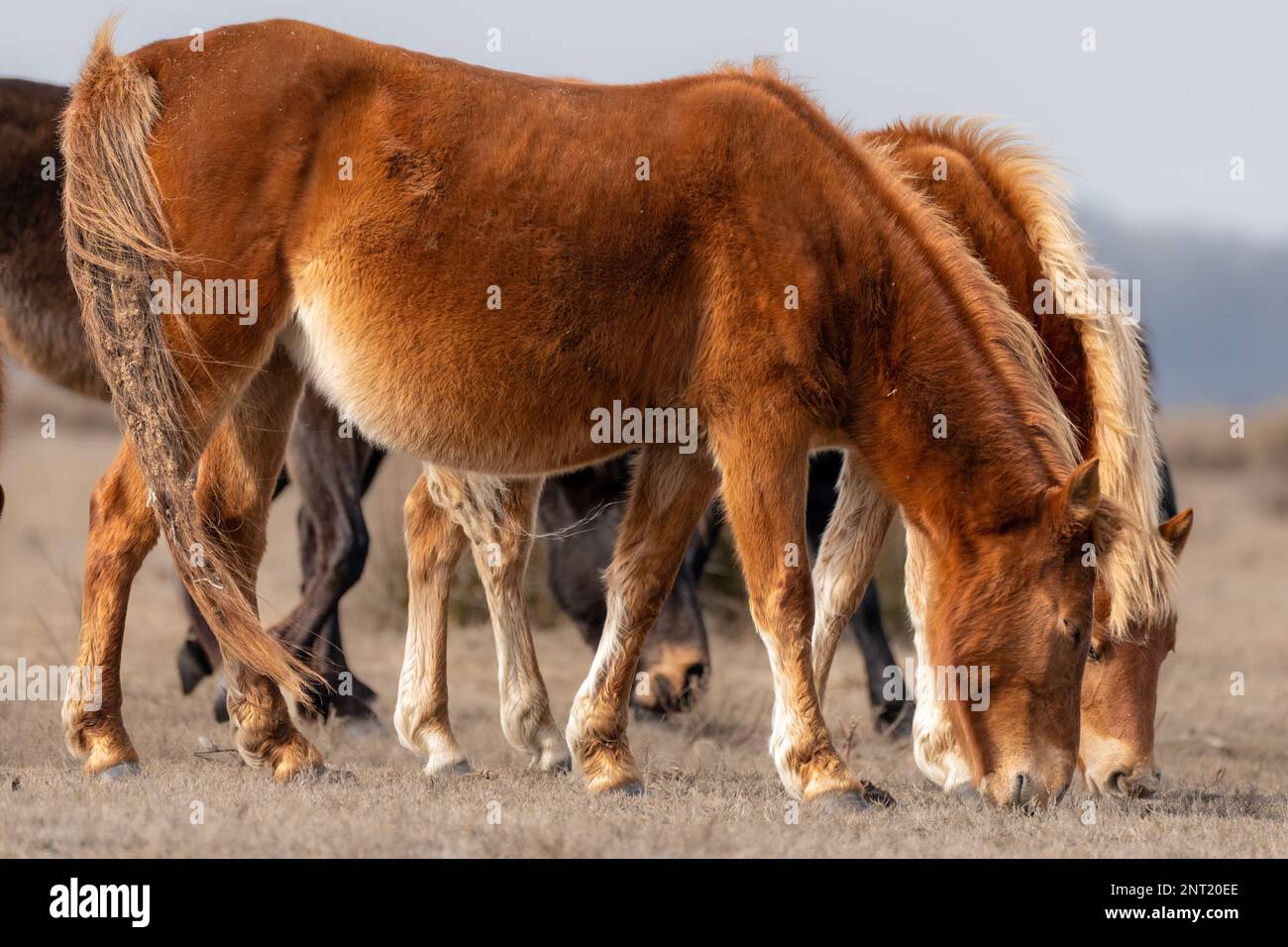 Wild horses captured in Letea Forest, the oldest natural reservation in