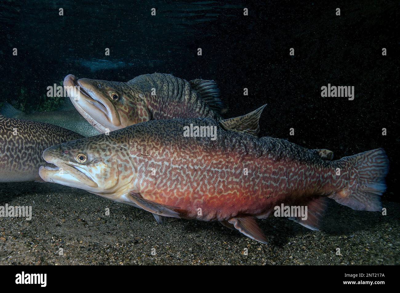 Tiger Trout male (top) and female (bottom) Stock Photo