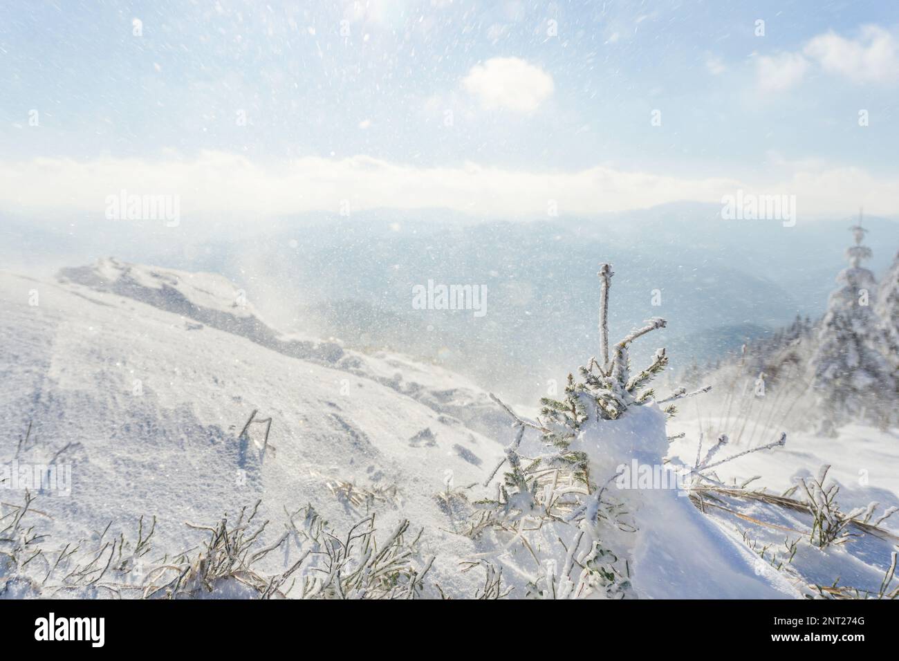 Young pine tree top mountain hi-res stock photography and images - Alamy