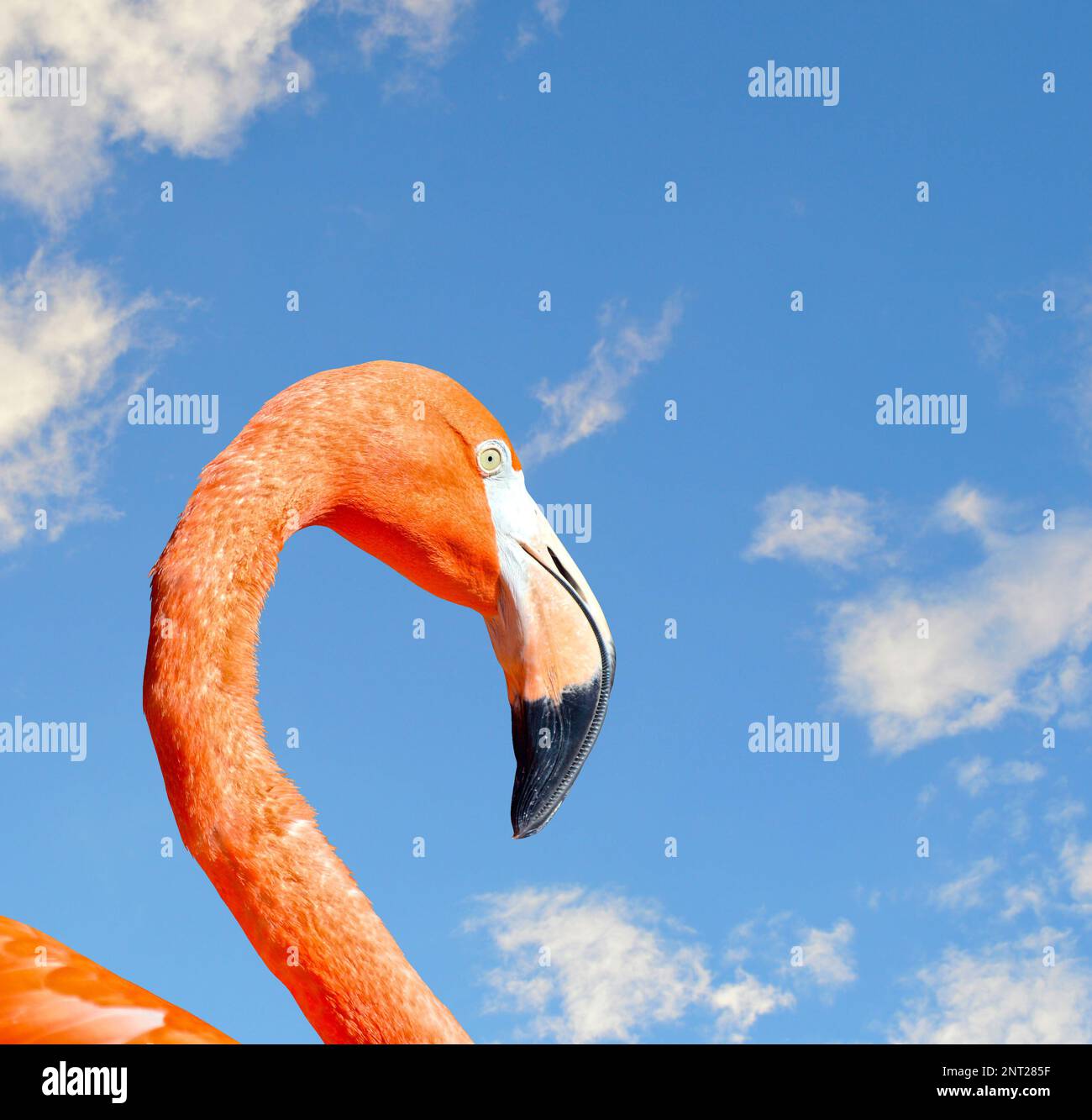 Caribbean flamingo Latin name Phoenicopterus ruber Stock Photo - Alamy