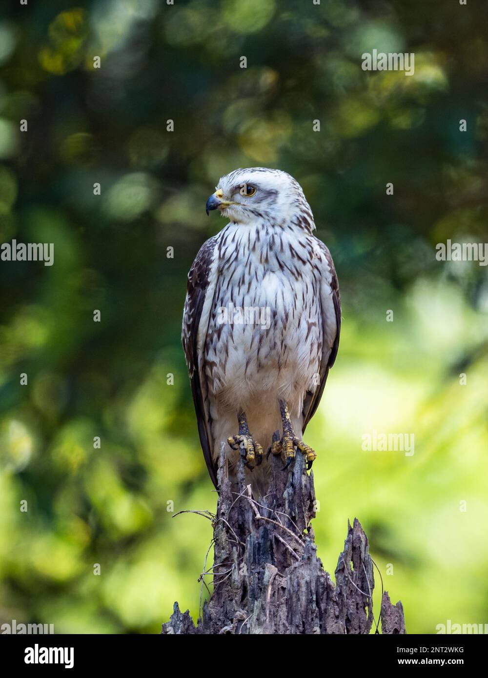 Butastur indicus hi-res stock photography and images - Alamy