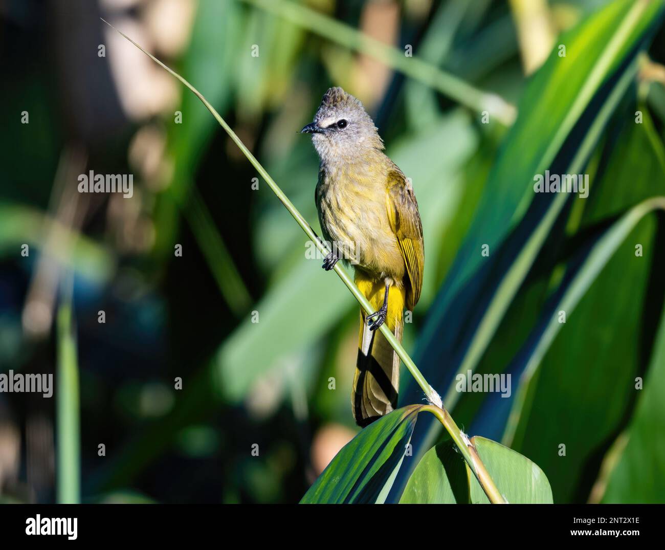 A Flavescent Bulbul (Pycnonotus flavescens) perched on a branch. Thailand. Stock Photo