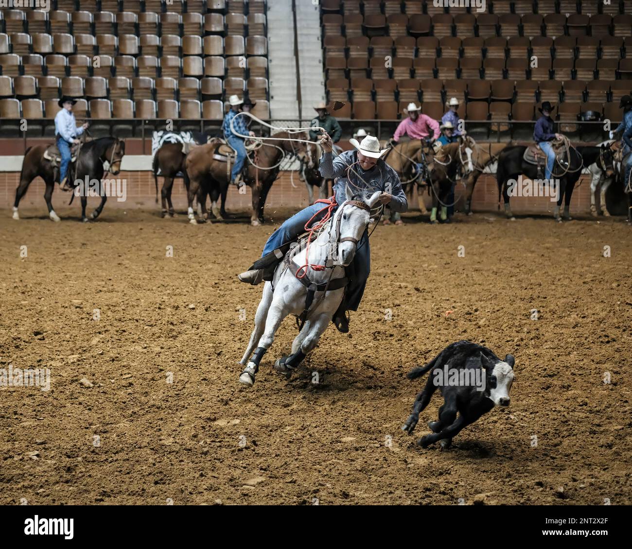 Male rodeo contestant on horseback in calf roping or tie down competition at rodeo event in