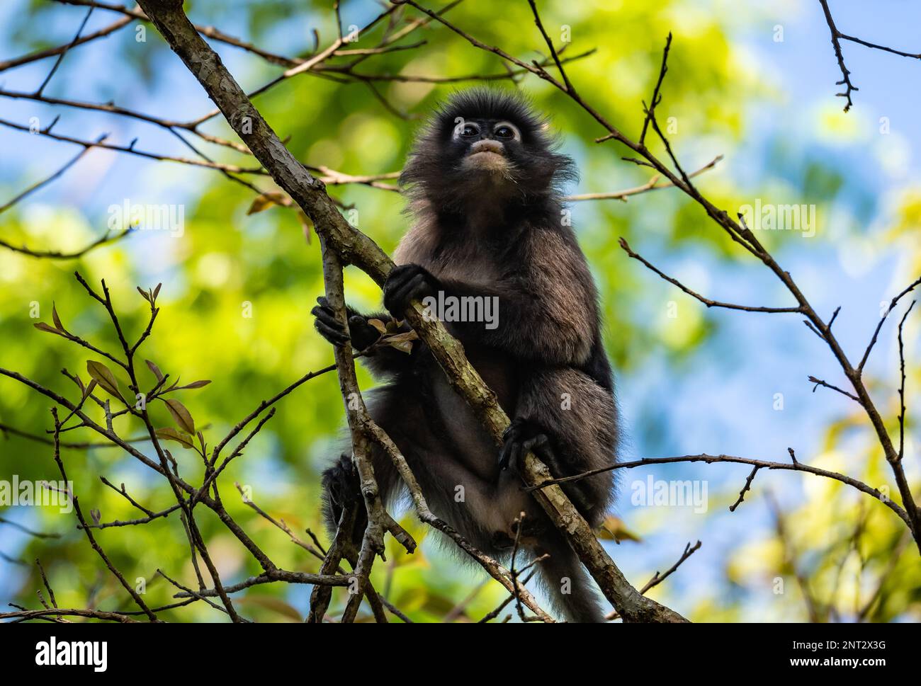 A Dusky Leaf Monkey (Trachypithecus obscurus) sitting on a branch. Thailand. Stock Photo