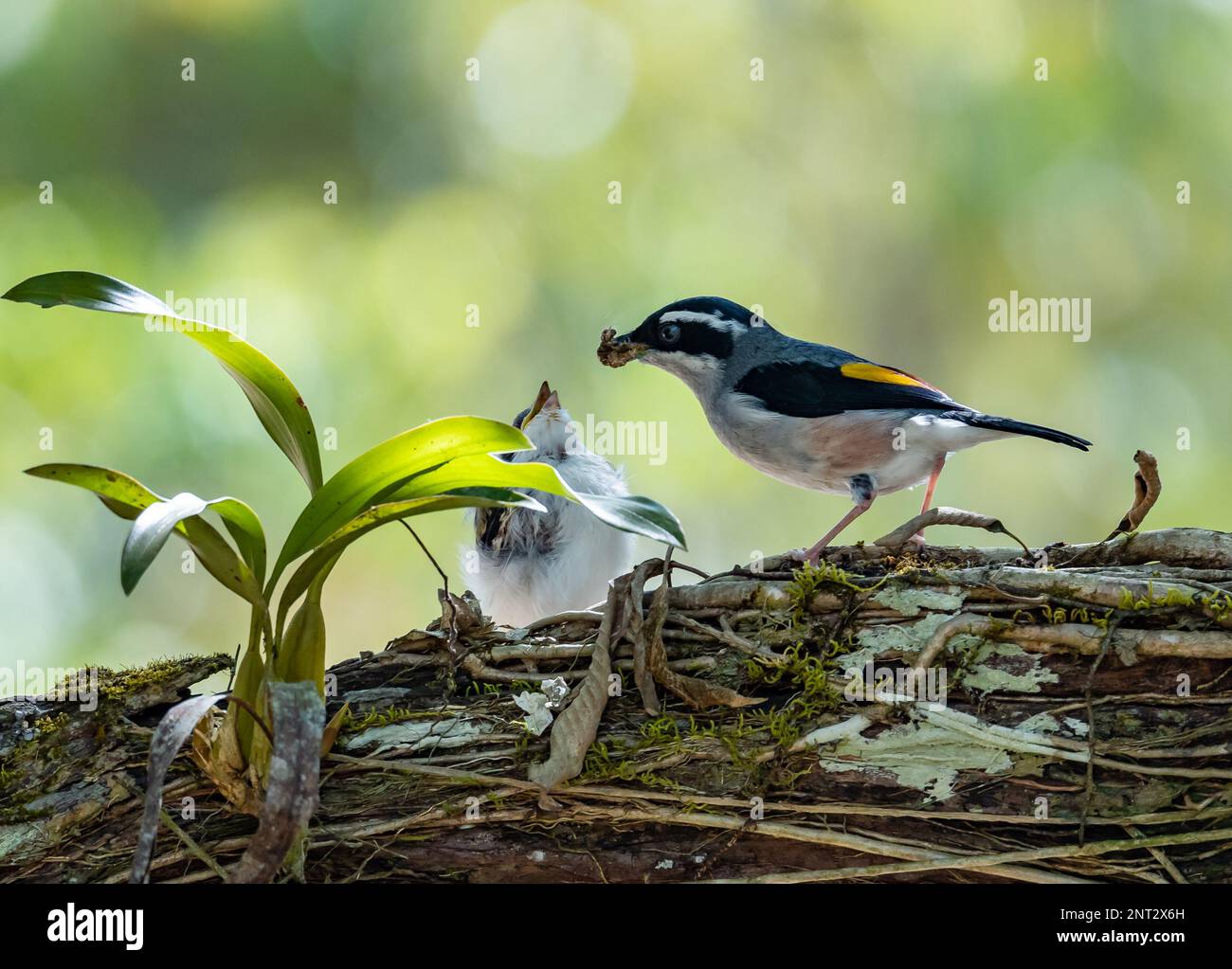 A White-browed Shrike-Babbler (Pteruthius aeralatus) feeding its chick. Thailand. Stock Photo