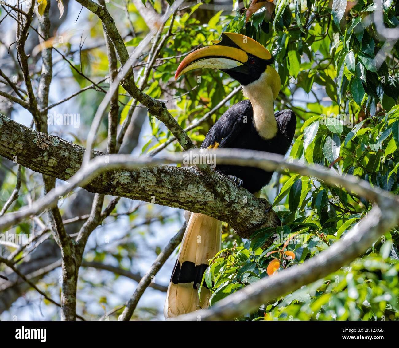 A wild Great Hornbill (Buceros bicornis) perched on a tree. Thailand. Stock Photo