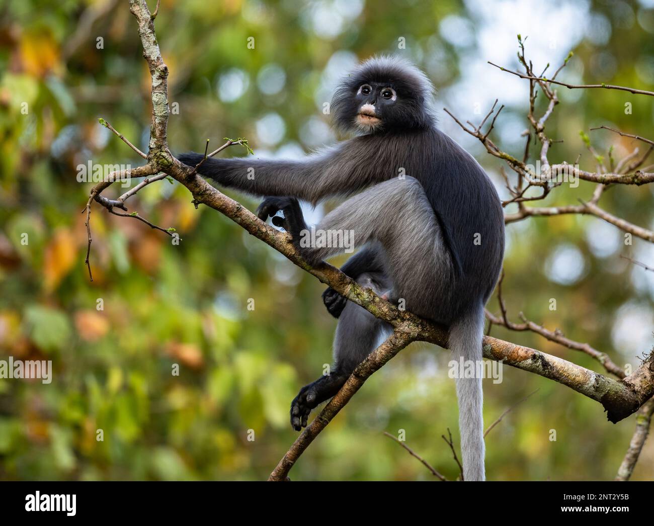 A Dusky Leaf Monkey (Trachypithecus obscurus) sitting on a branch. Thailand. Stock Photo