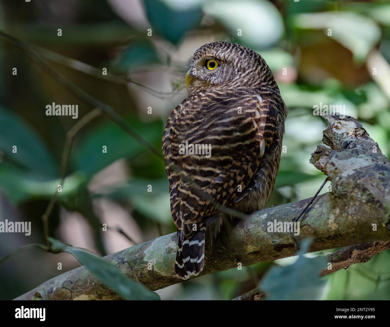 An Asian Barred Owlet (Glaucidium cuculoides) perched on a branch. Thailand. Stock Photo