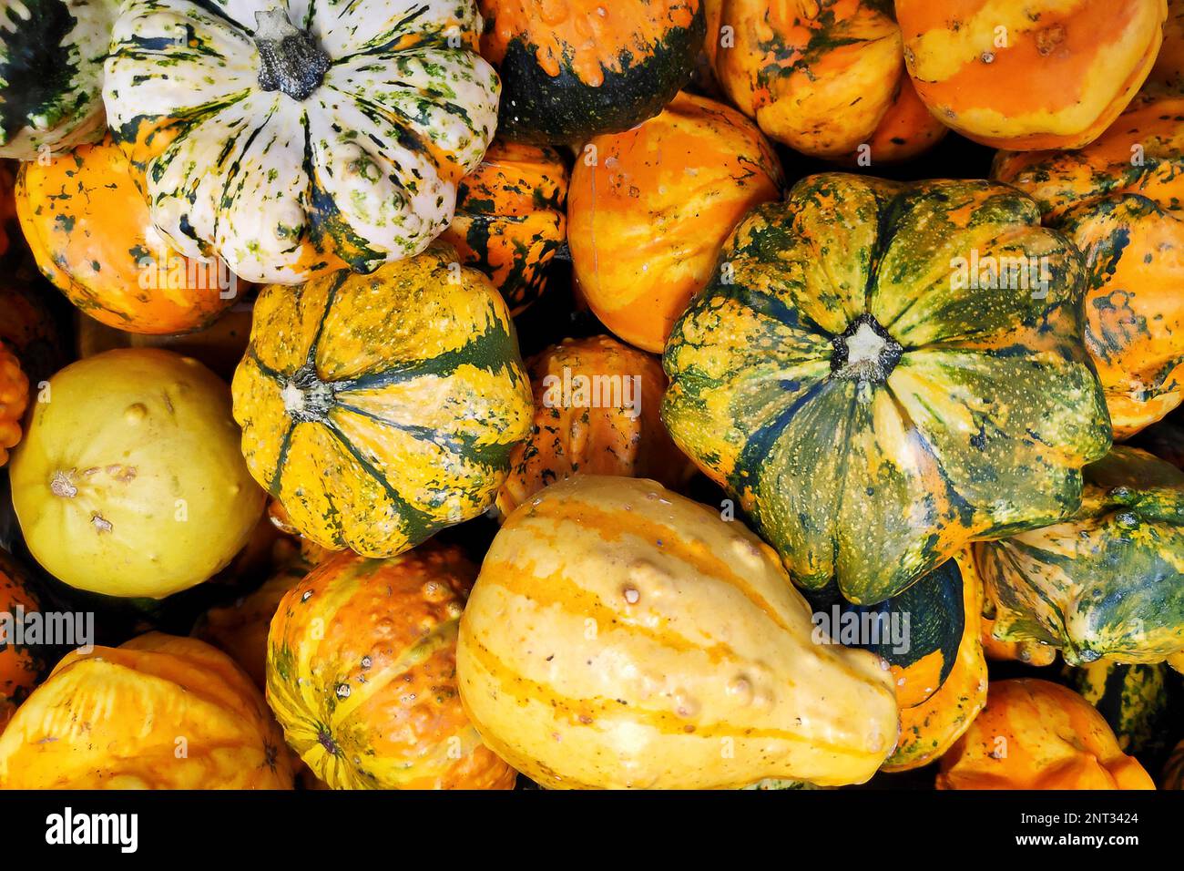 Close-up on a stack of various Cucurbits on a market stall. Stock Photo