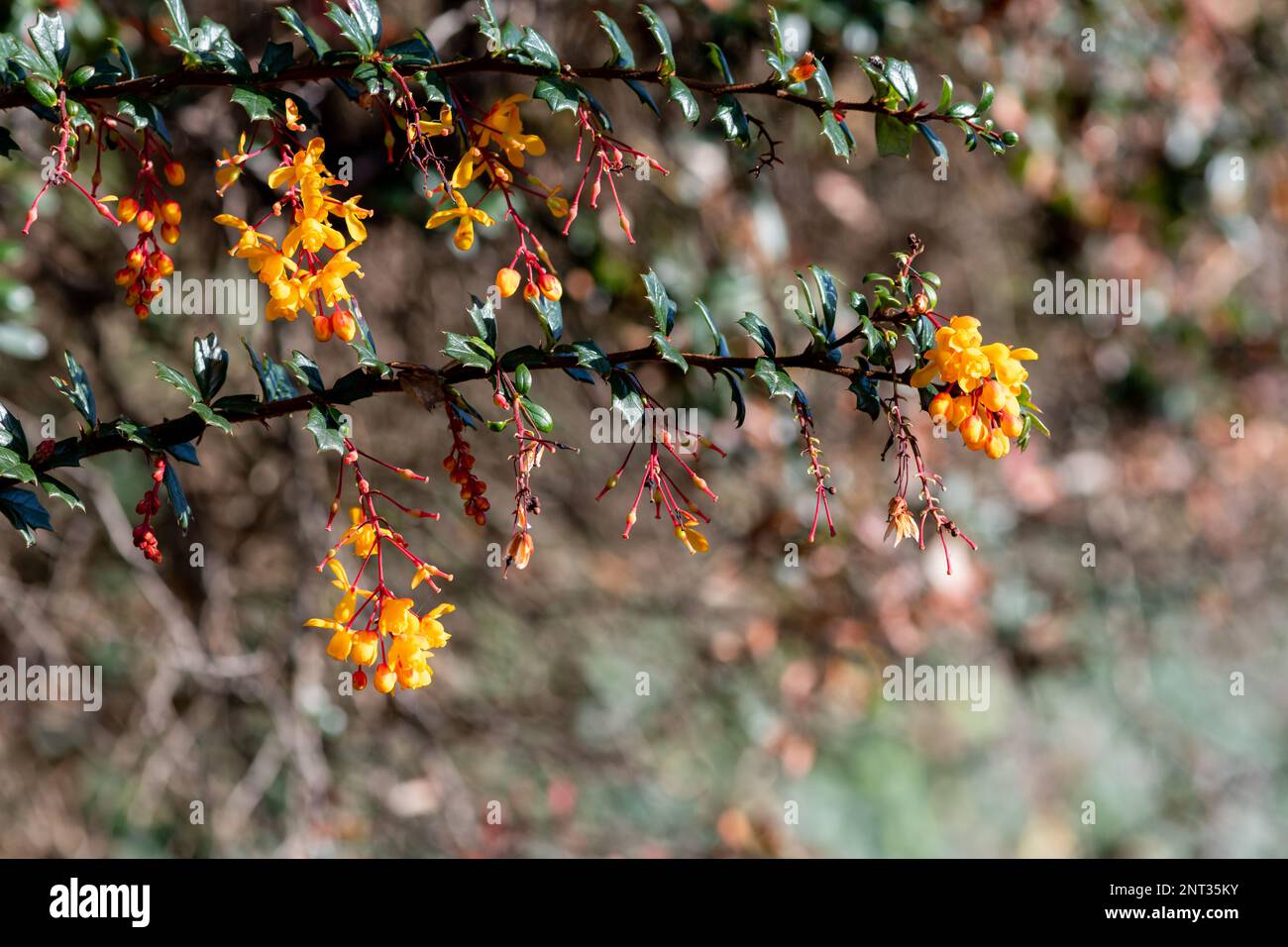 Close up of Darwins barberry (berberis darwinii) flowers in bloom Stock Photo