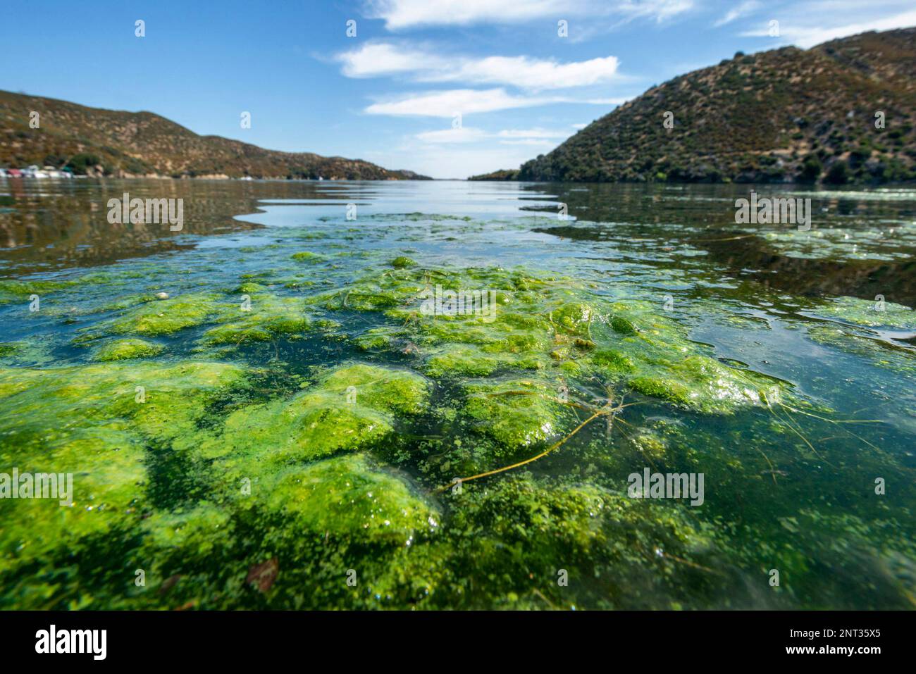 FILE This July 24, 2019 file photo, shows a toxic algae bloom
