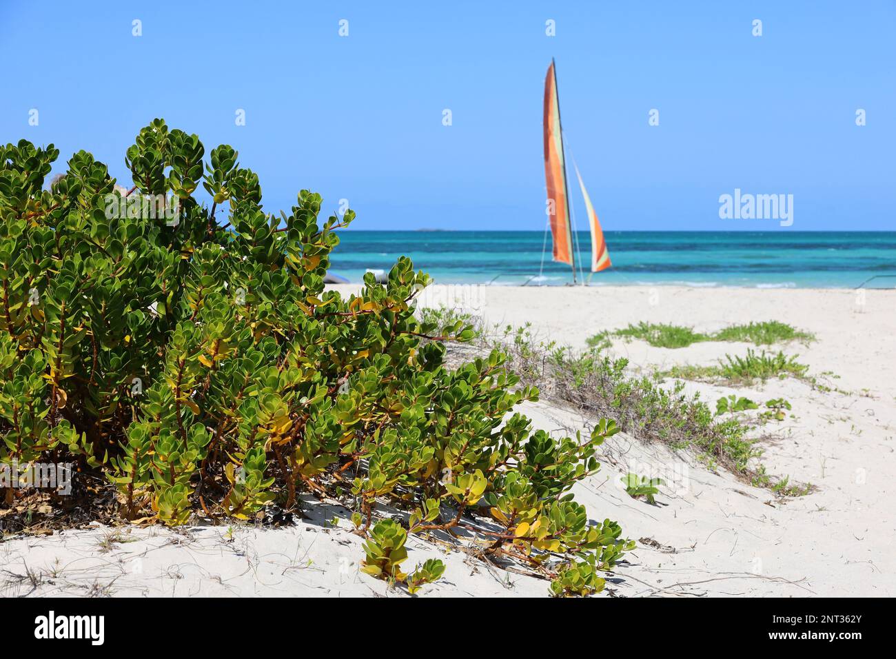 View to tropical plants on a sandy beach and blue ocean with sailboat. Holidays on a Caribbean island Stock Photo