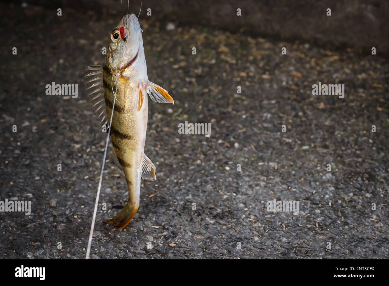 Close-up of fish on the hook. Cathing perch by fishing hook in the day. Stock Photo