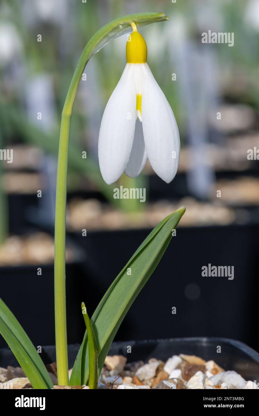 Close up of a pleated snowdrop (galanthus plicatus) flower in bloom Stock Photo