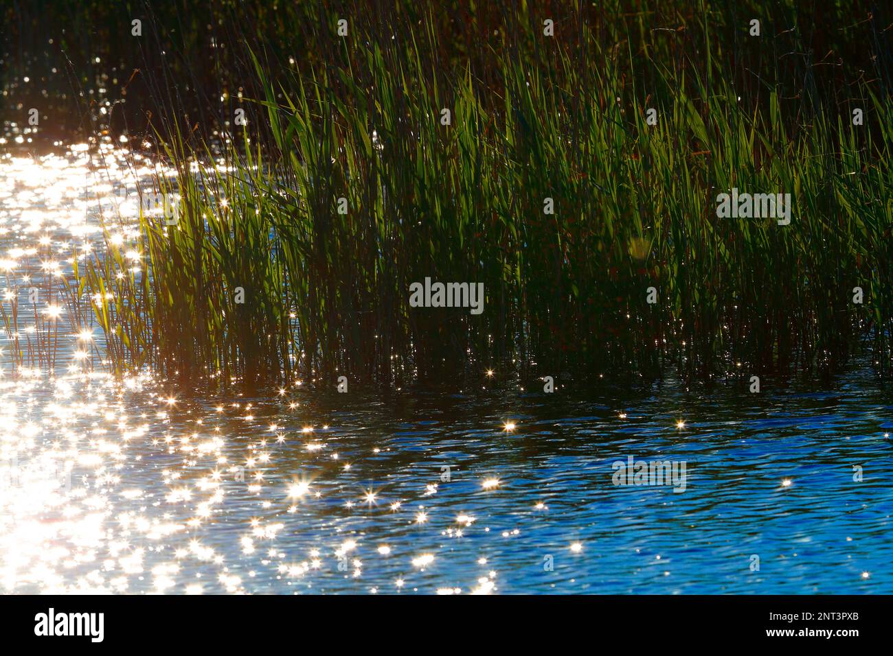 Light reflecting on water creating a star shaped bokeh effect in front of reeds in wetlands at St.Aidans RSPB nature reserve in the early evening sun Stock Photo