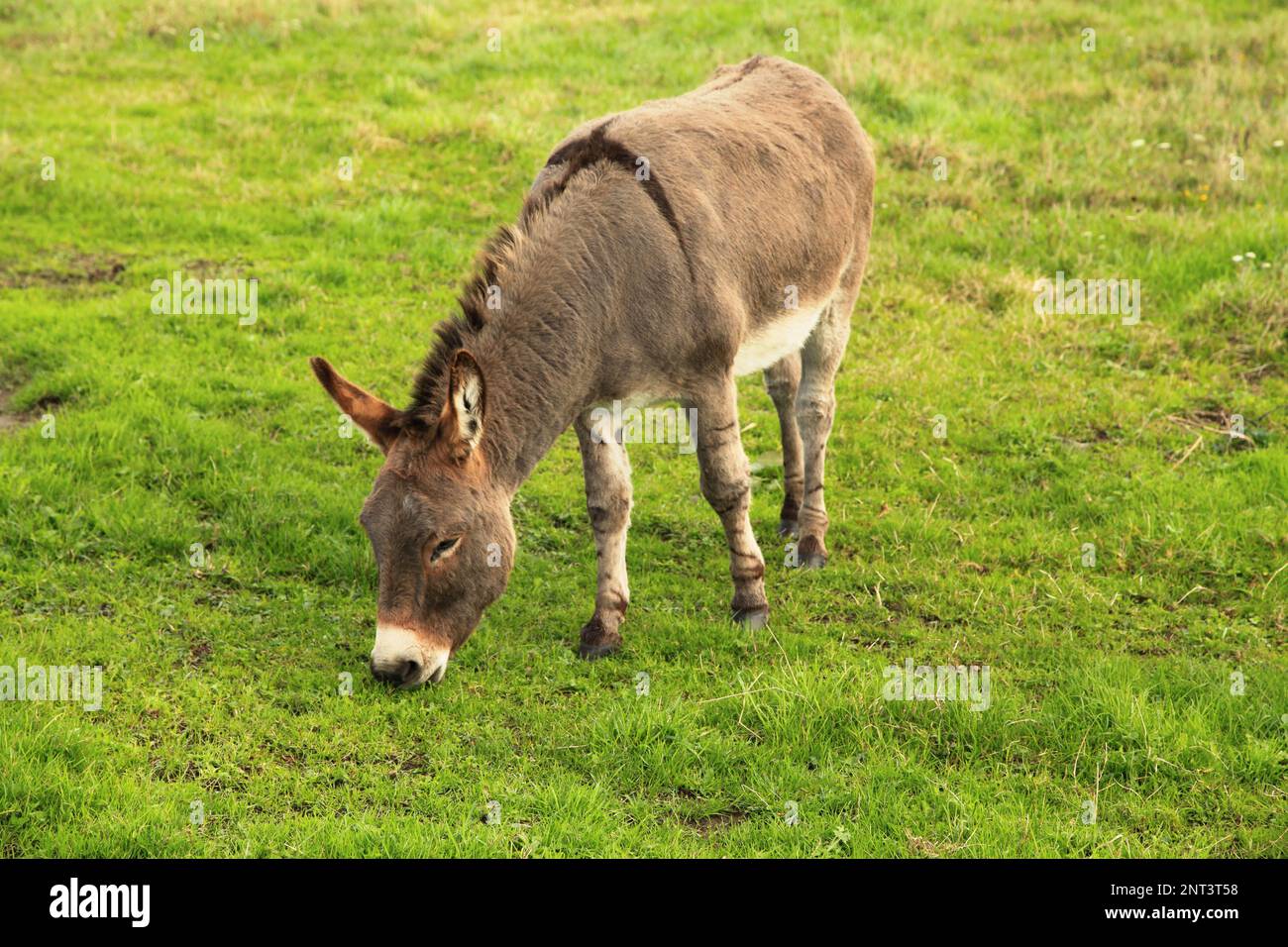 A donkey grazing grass in a field peacefully Stock Photo - Alamy