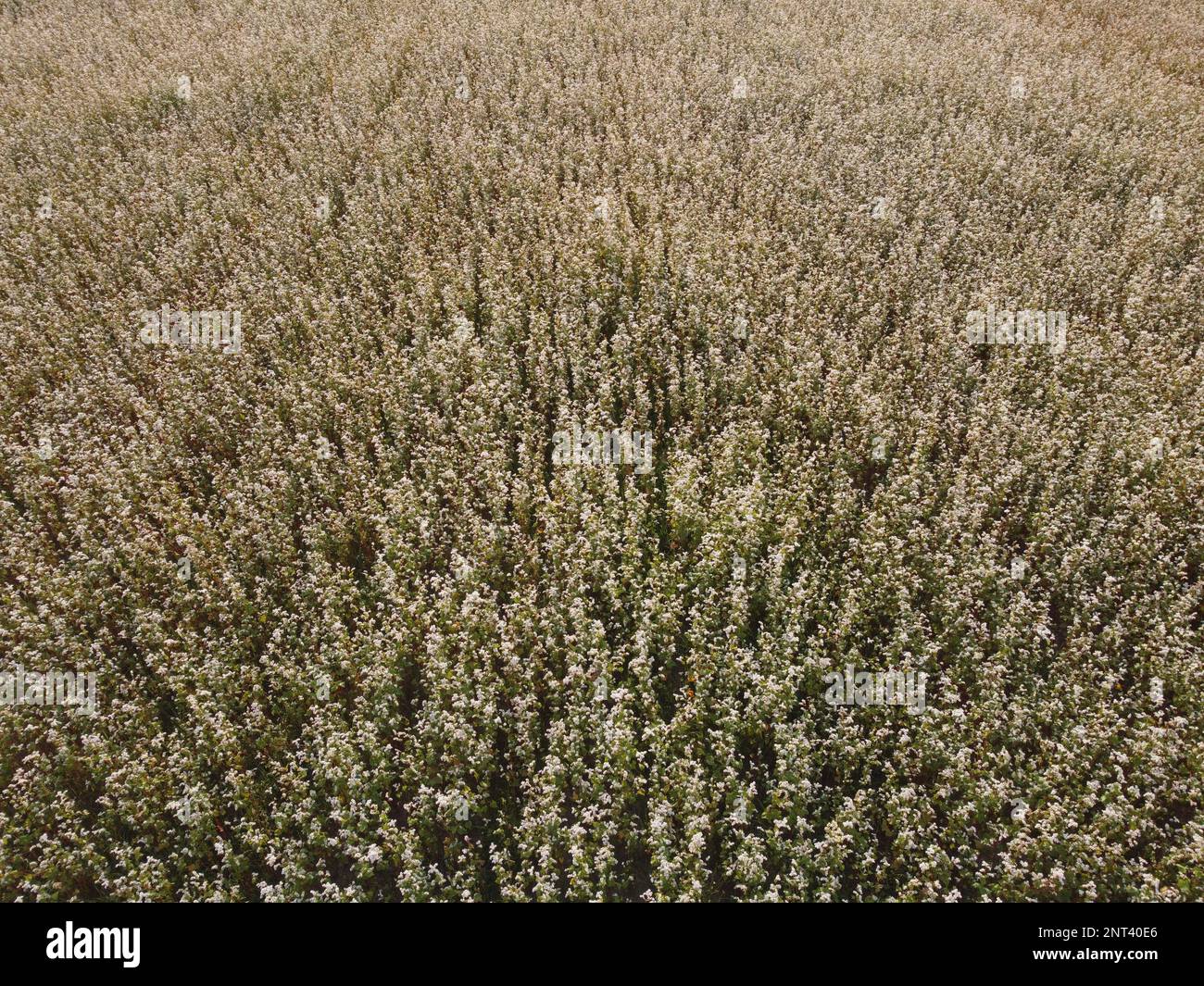buckwheat field from the air. Aerial flying above stunning beautiful
