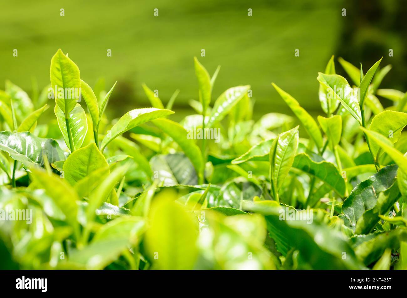 Green tea leaves ready for harvest, Kenya Stock Photo Alamy