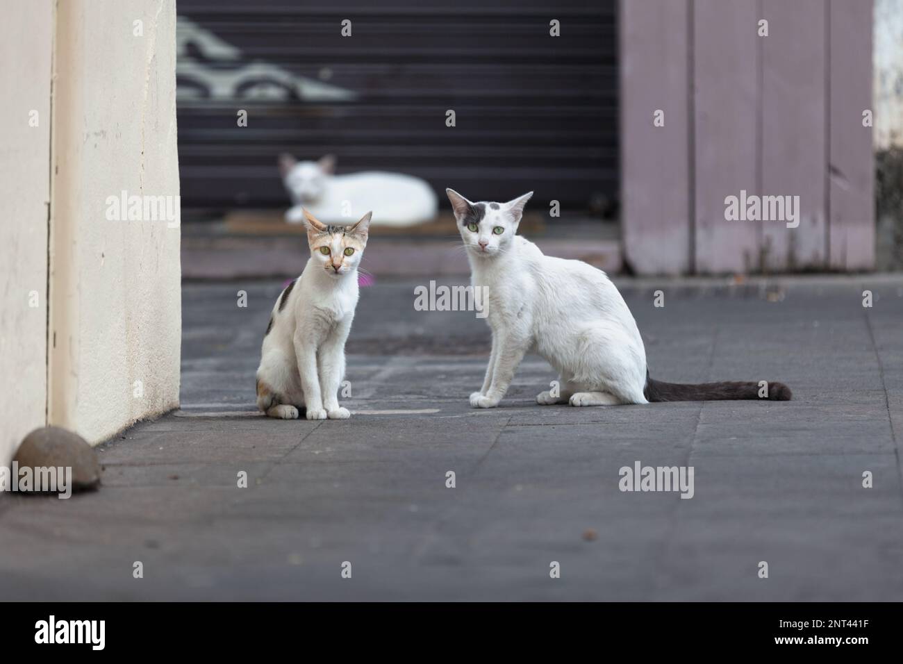 Stray calico kitten and bicolor cat looking at the camera Stock Photo