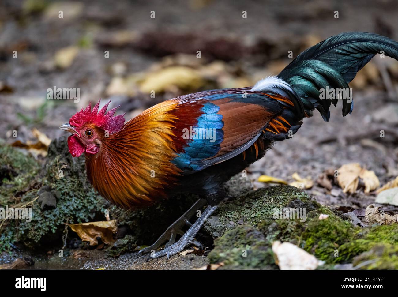 A wild male Red Junglefowl (Gallus gallus) drinking water at a waterhole. Thailand. Stock Photo