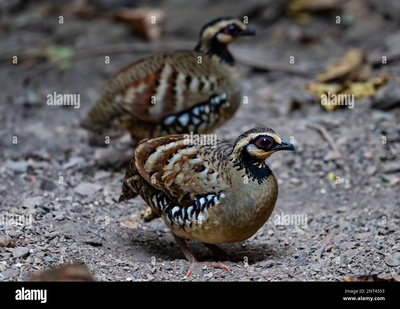 Two Bar-backed Partridges (Arborophila brunneopectus) foraging on ground. Thailand. Stock Photo