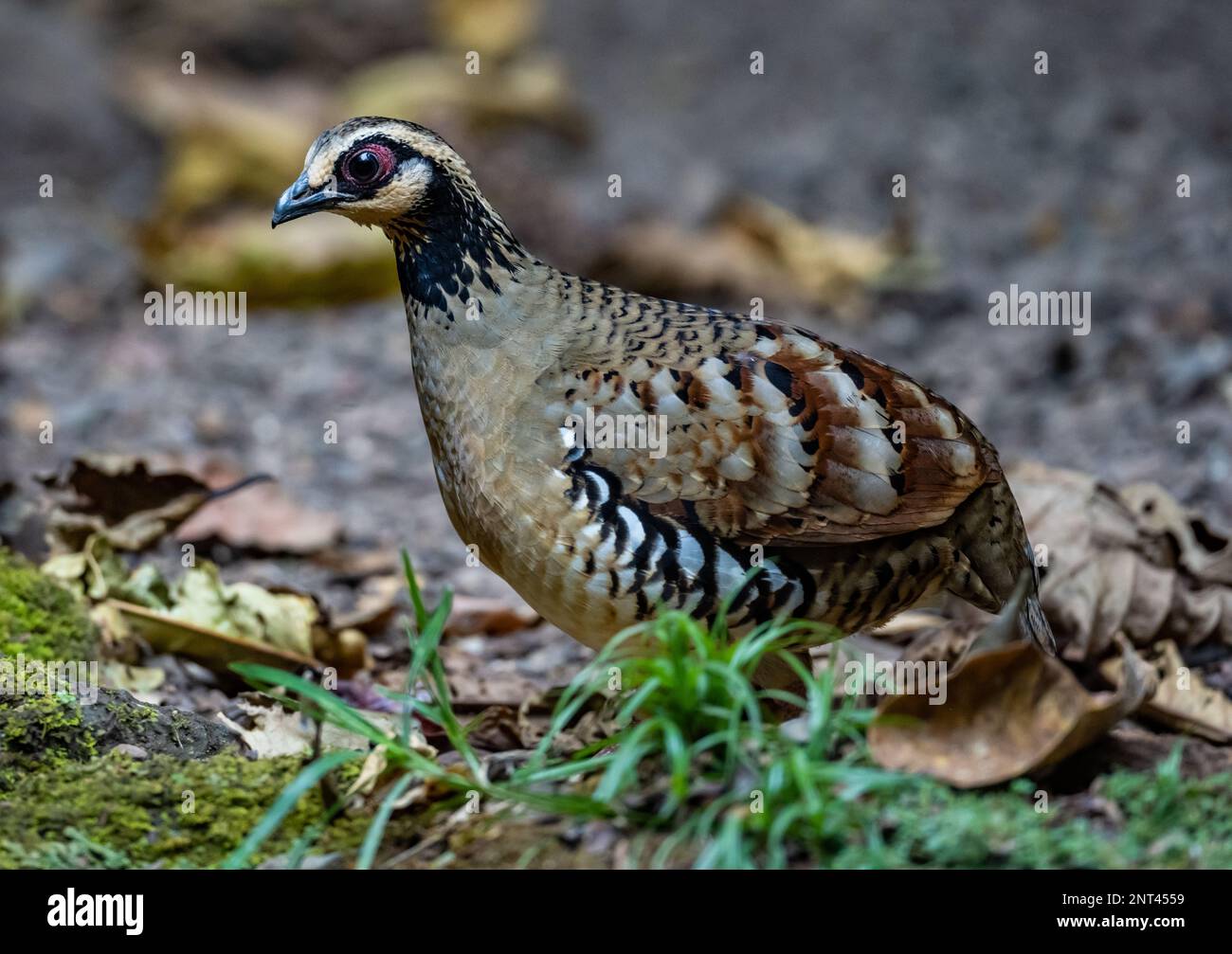 A Bar-backed Partridge (Arborophila brunneopectus) foraging on ground. Thailand. Stock Photo