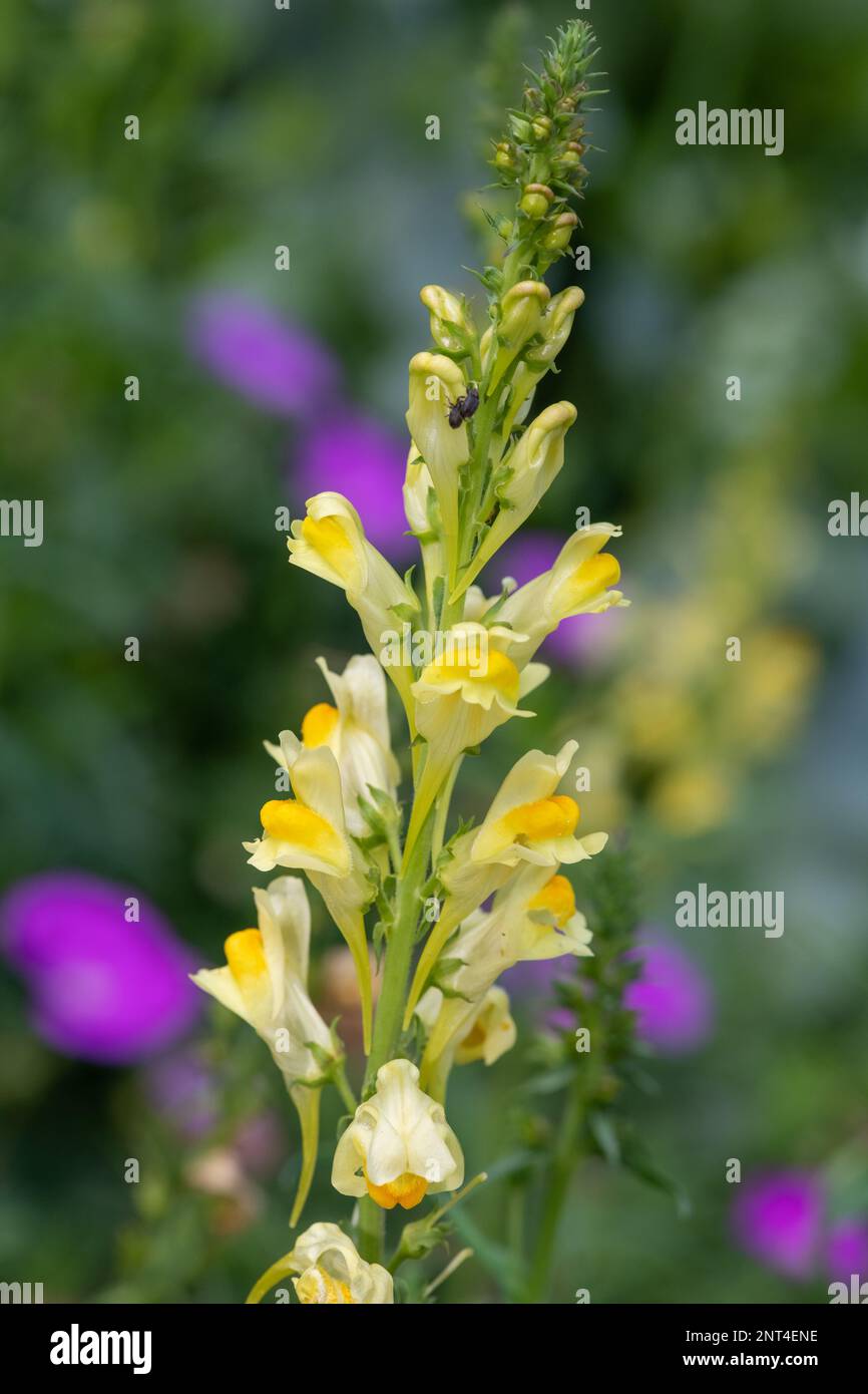 Close up of common toadflax (linuaria vulgaris) in bloom Stock Photo