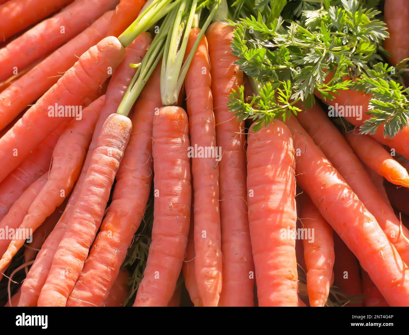 Carrots - Close Up Stock Photo