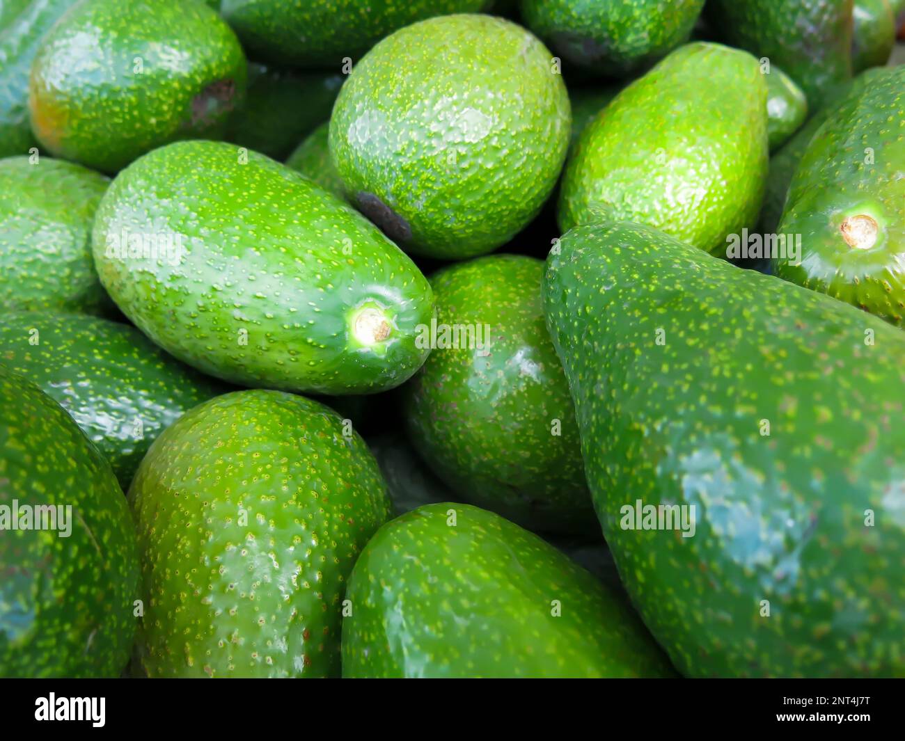 Avocados - Close Up Stock Photo