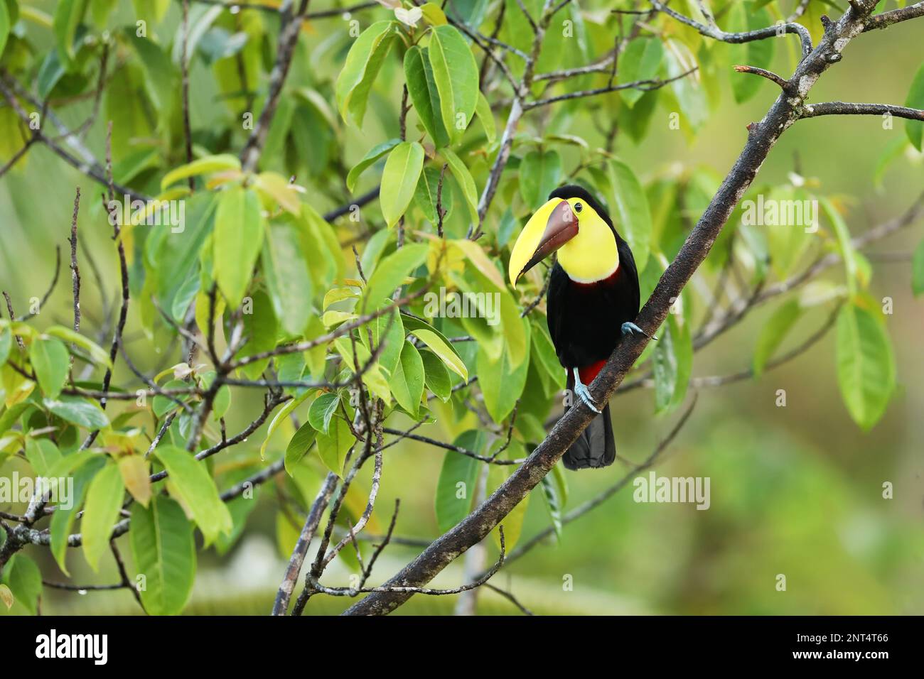 Yellow-throated Toucan in the Costa Rica nature. Chesnut-mandibled Toucan sitting on the branch in tropical rainforest. Bird in nature habitat Stock Photo