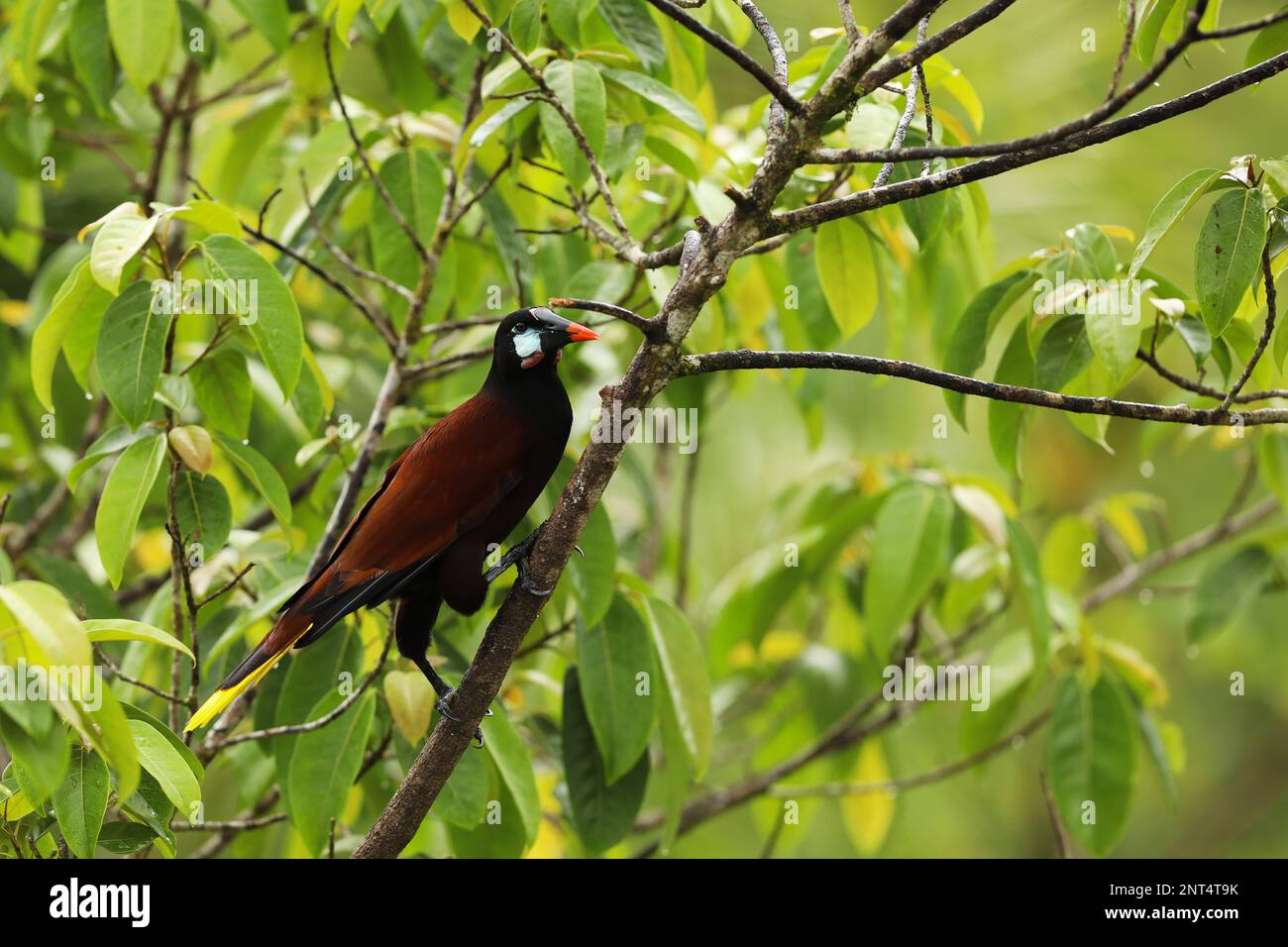 Montezuma Oropendola, Psarocolius montezuma, portrait of tropical bird from Costa Rica. Wildlife scene from tropical  nature Stock Photo
