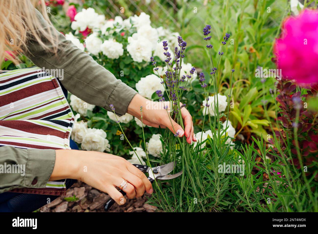 Cutting lavender flowers in summer garden. Pruning lavender bushes with secateurs. Woman