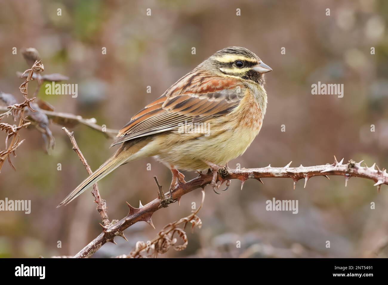 Male Cirl Bunting perched in a Devon hedgerow Stock Photo