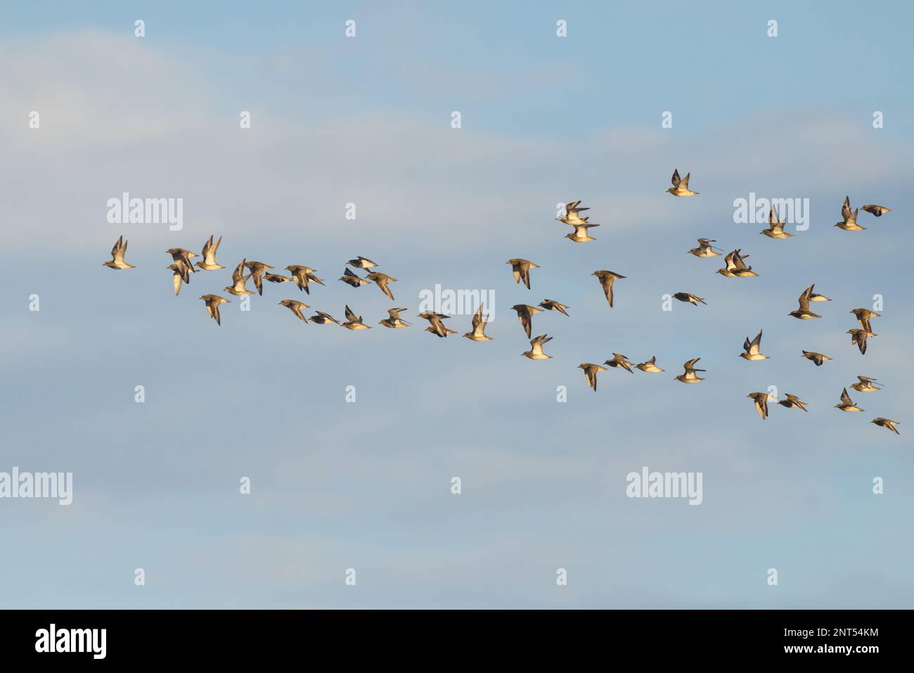 Small Golden Plover flock in flight Stock Photo
