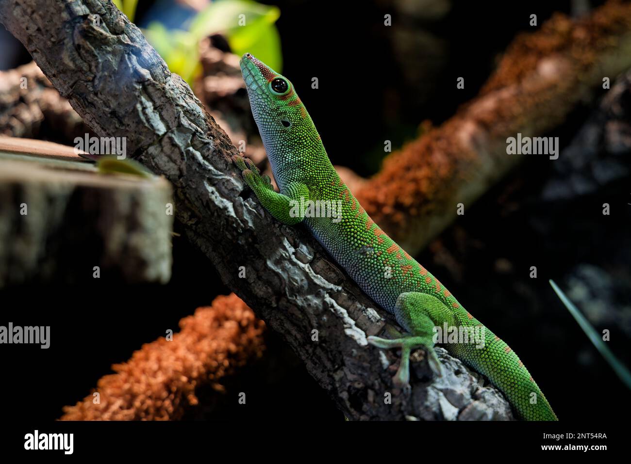 Madagascar large day gecko, Phelsuma grandis on a branch Stock Photo