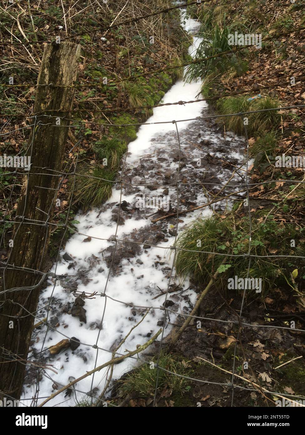 Unknown white substance, possibly emulsion paint, has been discharged into this once pristine stream near Canterbury, Kent UK. Stock Photo