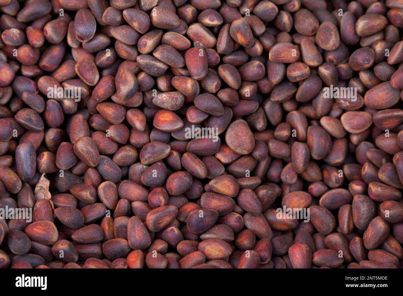 Stack of Siberian pine nuts (Pinus sibirica) on a stall market in Listvyanka. They are cultivated in Eastern Siberia auround the Lake Baikal. Stock Photo